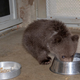 Baby bear orphan :(